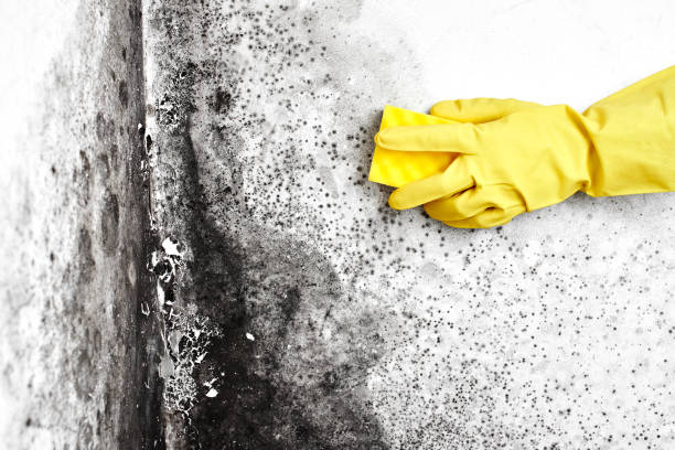 Best Mold Remediation for Healthcare Facilities  in Charlestown, IN